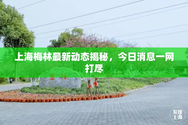 上海梅林最新动态揭秘，今日消息一网打尽