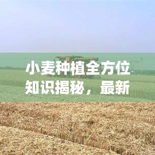 小麦种植全方位知识揭秘，最新视频带你探索种植与应用之道！