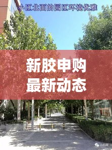 新胶申购最新动态揭秘，今日消息一网打尽