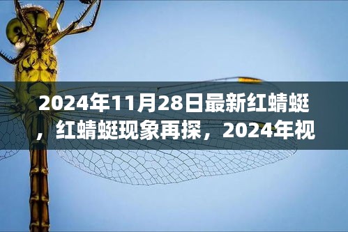 深度解读红蜻蜓现象，最新视角下的探索与解读
