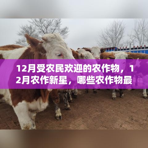 12月农作物热门榜单，哪些作物最受农民喜爱，成为新星？