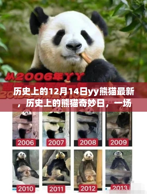 历史上的熊猫奇妙日，与自然美景的邂逅盛宴（附最新资讯）