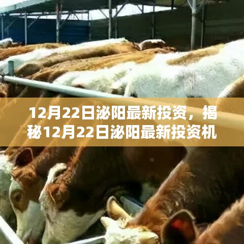 揭秘泌阳最新投资机会，投资热点与策略分析（日期标注版）