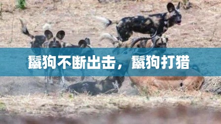 鬣狗不断出击，鬣狗打猎 