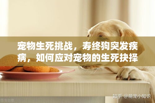 宠物生死挑战，寿终狗突发疾病，如何应对宠物的生死抉择？