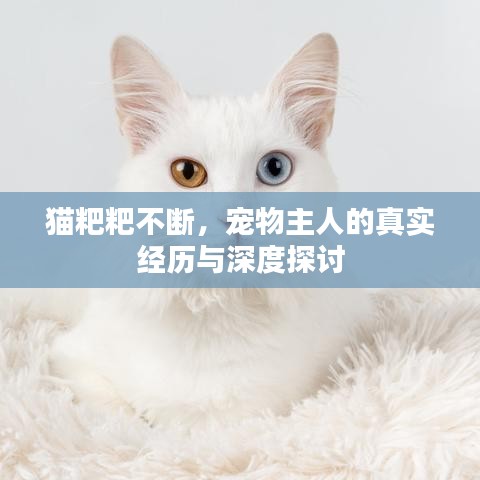 猫粑粑不断，宠物主人的真实经历与深度探讨