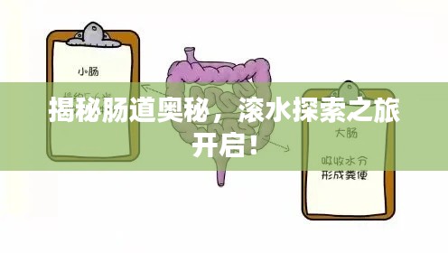 揭秘肠道奥秘，滚水探索之旅开启！