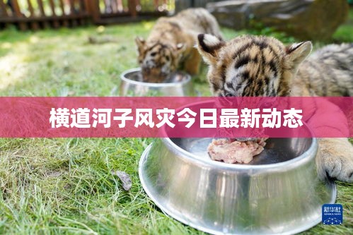 横道河子风灾今日最新动态