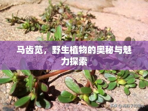 马齿苋，野生植物的奥秘与魅力探索