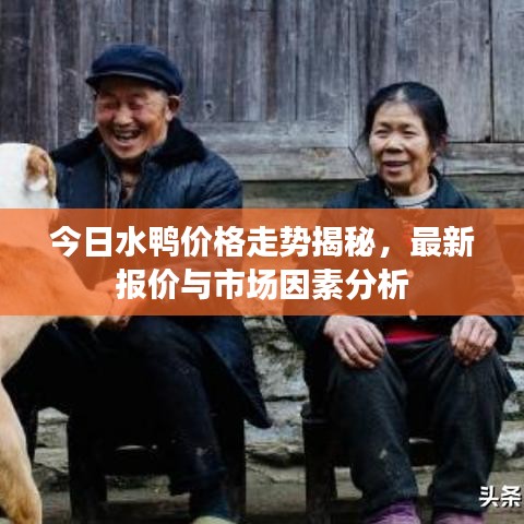 今日水鸭价格走势揭秘，最新报价与市场因素分析