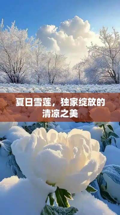 夏日雪莲，独家绽放的清凉之美