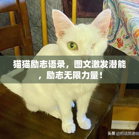 猫猫励志语录，图文激发潜能，励志无限力量！
