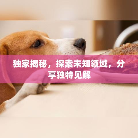 独家揭秘，探索未知领域，分享独特见解