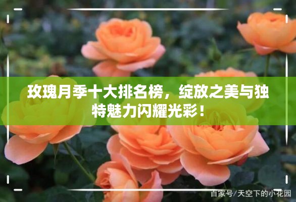 玫瑰月季十大排名榜，绽放之美与独特魅力闪耀光彩！