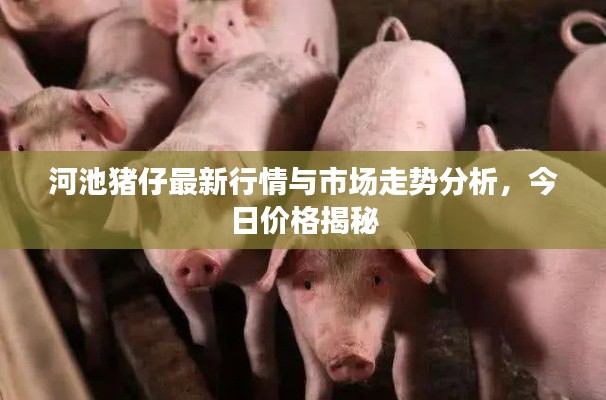 河池猪仔最新行情与市场走势分析，今日价格揭秘