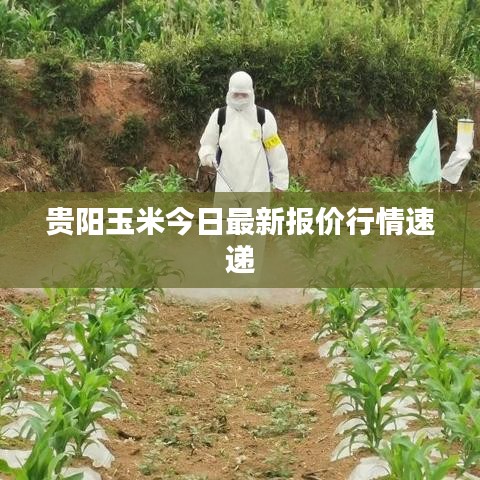 贵阳玉米今日最新报价行情速递