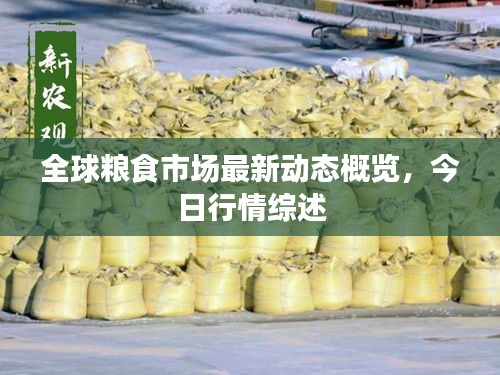 全球粮食市场最新动态概览，今日行情综述
