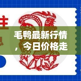 毛鸭最新行情，今日价格走势一网打尽
