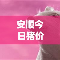 安顺今日猪价行情更新，最新动态一网打尽！