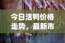 今日活鸭价格走势，最新市场价及市场动态深度解析