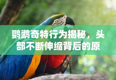 鹦鹉奇特行为揭秘，头部不断伸缩背后的原因探索