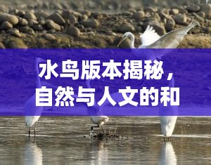 水鸟版本揭秘，自然与人文的和谐共舞