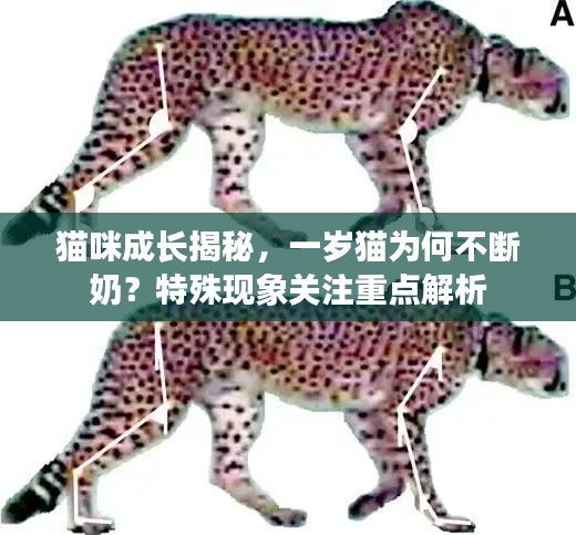猫咪成长揭秘，一岁猫为何不断奶？特殊现象关注重点解析