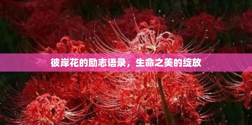 彼岸花的励志语录，生命之美的绽放