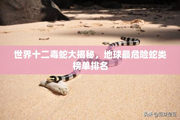 世界十二毒蛇大揭秘，地球最危险蛇类榜单排名