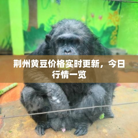 荆州黄豆价格实时更新，今日行情一览