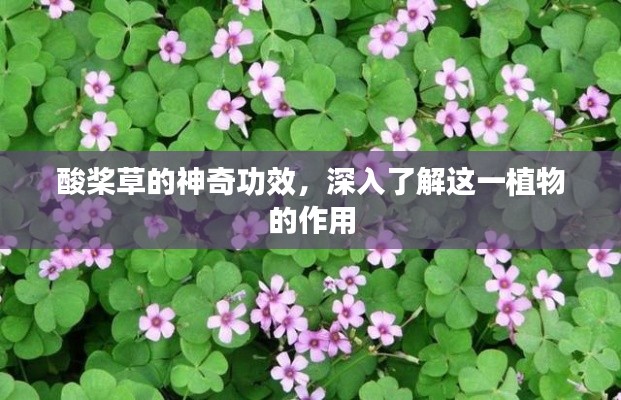 酸桨草的神奇功效，深入了解这一植物的作用