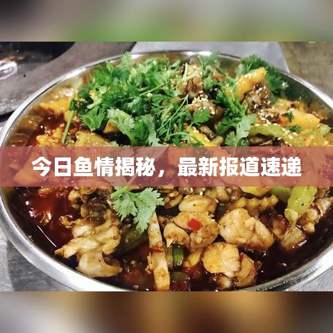 今日鱼情揭秘，最新报道速递