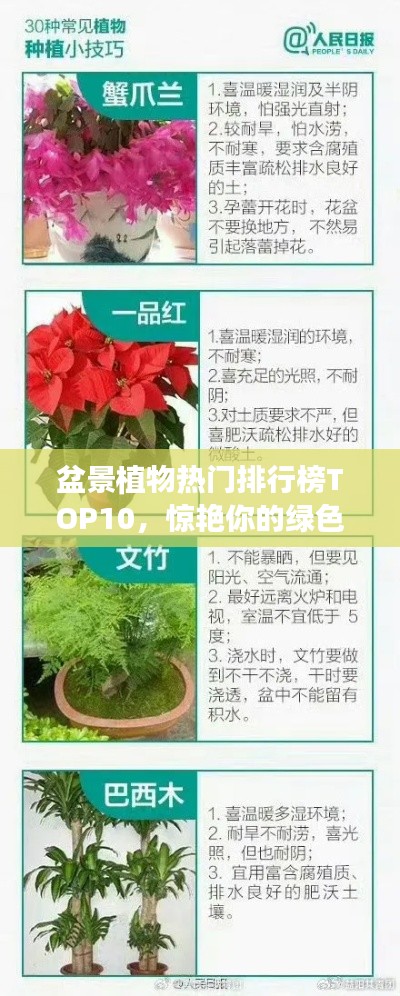 盆景植物热门排行榜TOP10，惊艳你的绿色生活！