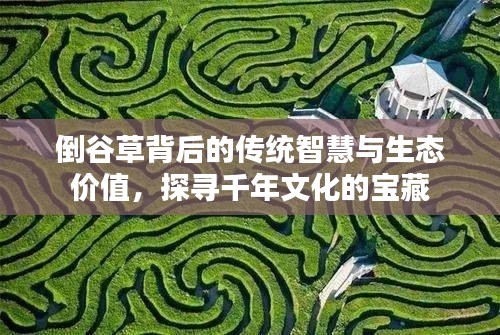 小鸟伊人