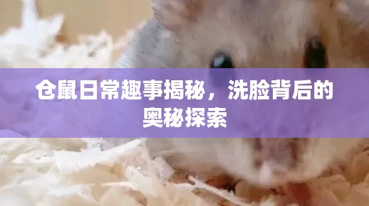 仓鼠日常趣事揭秘，洗脸背后的奥秘探索
