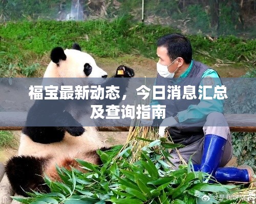 福宝最新动态，今日消息汇总及查询指南