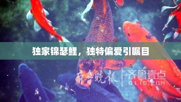 独家锦瑟鲤，独特偏爱引瞩目