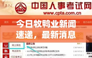 今日牧鸭业新闻速递，最新消息全面解析