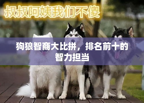 狗狼智商大比拼，排名前十的智力担当