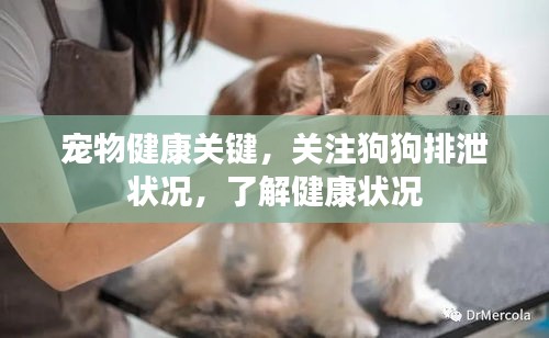 宠物健康关键，关注狗狗排泄状况，了解健康状况