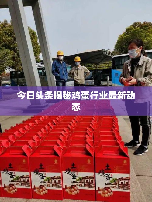 今日头条揭秘鸡蛋行业最新动态