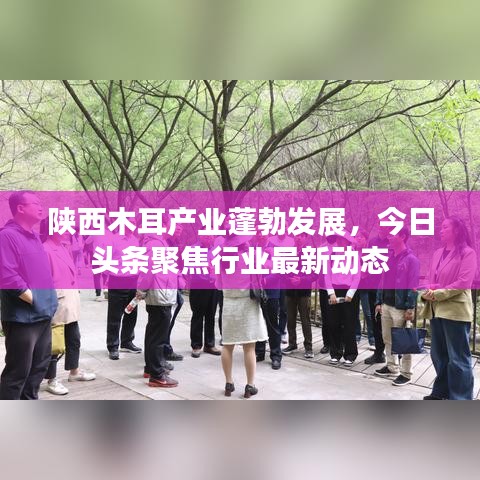 陕西木耳产业蓬勃发展，今日头条聚焦行业最新动态