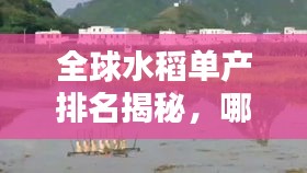 全球水稻单产排名揭秘，哪些国家领跑产量榜单？