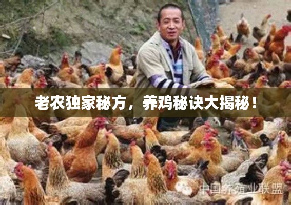 老农独家秘方，养鸡秘诀大揭秘！