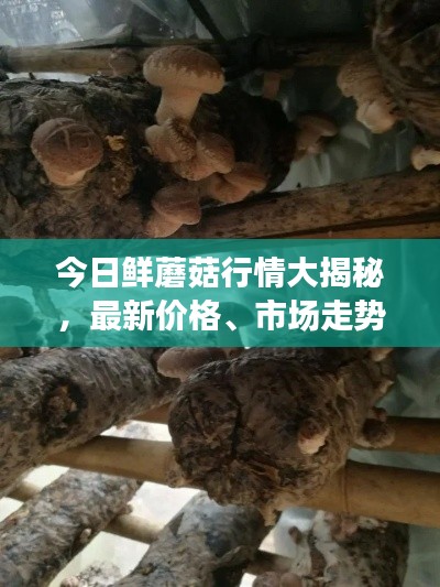 今日鲜蘑菇行情大揭秘，最新价格、市场走势与影响因素深度解析