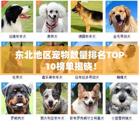 东北地区宠物数量排名TOP 10榜单揭晓！