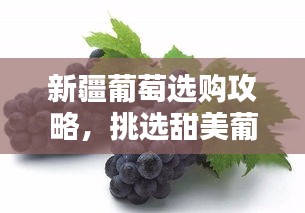 新疆葡萄选购攻略，挑选甜美葡萄的秘籍