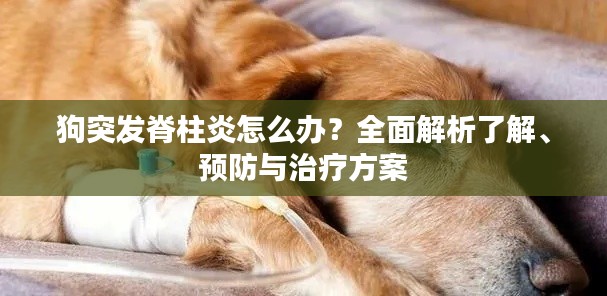 狗突发脊柱炎怎么办？全面解析了解、预防与治疗方案
