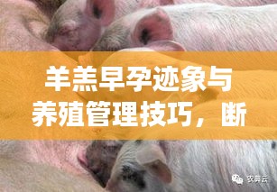 羊羔早孕迹象与养殖管理技巧，断奶前怀孕怎么办？