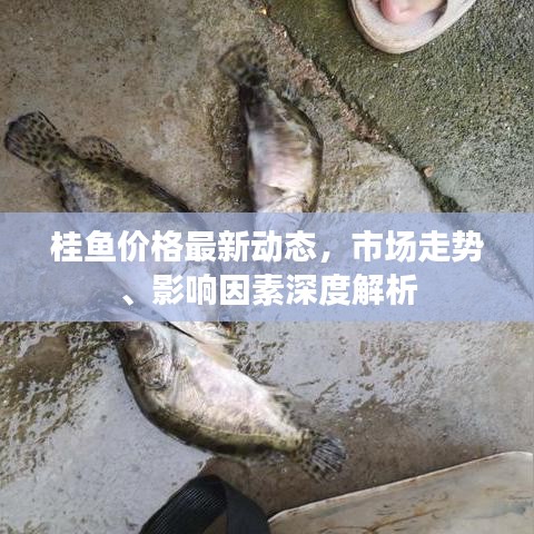 桂鱼价格最新动态，市场走势、影响因素深度解析